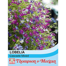 Lobelia seeds flowering for sale  IPSWICH