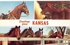 Kansas livestock horses for sale  Palm Bay