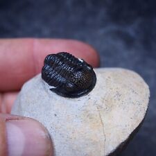 22mm Trilobite Gerastos (Proetus) granulosus Devonian Trilobiten Arthropods 2 for sale  Shipping to South Africa