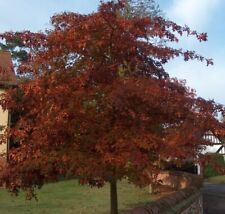 Red oak quercus for sale  ALTON