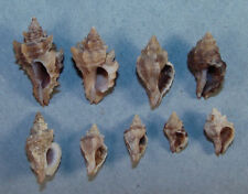 Used, MUREX FALCATA 13-24mm BEAUTIFUL JUVENILE SPECIMENS Pusan, Korea for sale  Shipping to South Africa