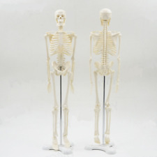Human anatomical skeleton for sale  Shipping to Ireland