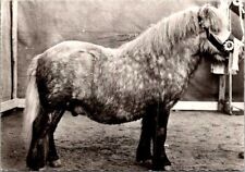 Poney shetland horse d'occasion  Expédié en Belgium
