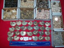 100 fossils. large for sale  Alhambra