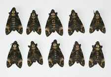 Sphingidae - Acherontia atropos - Death's-head Hawk-moth - ex ovo - 1 piece for sale  Shipping to South Africa
