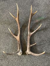 Large red deer for sale  LEISTON