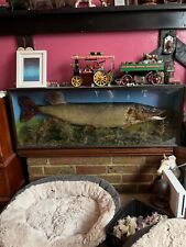 Victorian taxidermy pike for sale  WITHAM