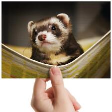 Ferret hammock lazy for sale  SELBY