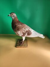 J87 red pigeon for sale  Hinton