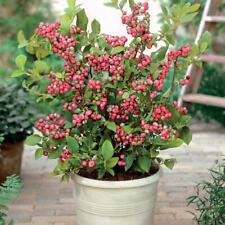 Blueberry plant pink for sale  Danielson