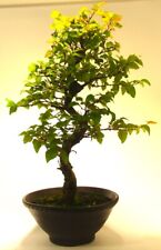 Korean hornbeam bonsai for sale  LLANDRINDOD WELLS
