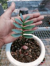 Used, Encephalartos Horridus Seedling - Aroid Variegated - Plant Gift for sale  Shipping to South Africa