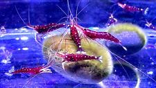 Sulawesi cardinal shrimp for sale  San Jose