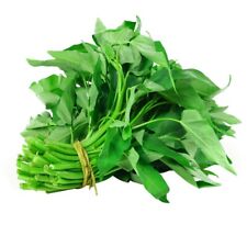 300pcs water spinach for sale  Irvine
