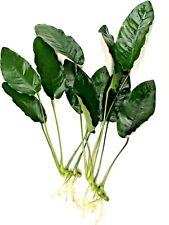 Anubias barteri large for sale  PLYMOUTH