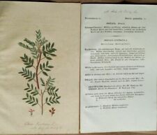 Usado, Pistacia. pistacho. desde el "plantas medicinales" libro de hombre, Johann Gottlieb segunda mano  Embacar hacia Spain