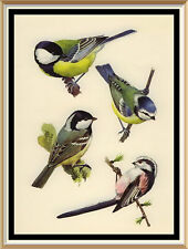 Lithograph tunnicliffe bird for sale  CANNOCK