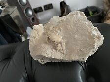 Fossil crab potamon for sale  CANNOCK