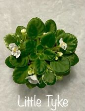 African violet little for sale  North Brookfield