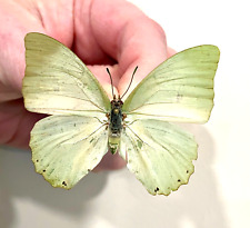 Insect Butterfly Nymphalidae Charaxes schiltzei-Very Rare Female!, used for sale  Shipping to South Africa