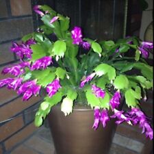 Purple christmas cactus for sale  LONDON