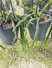 Cactus live plants for sale  Miami