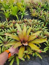 Bromeliad Neoregelia Lipstick, used for sale  Shipping to South Africa