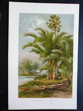 gravure palmier d'occasion  Lunéville