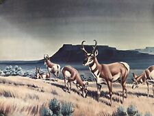 Antelope paradise antelope for sale  Minneapolis