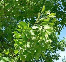 Arizona ash tree for sale  Russell