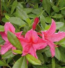 Rhododendron jolie madame gebraucht kaufen  Bad Zwischenahn