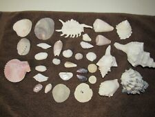 Sea shells lot for sale  Calexico