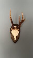 Roe deer skull for sale  DEREHAM