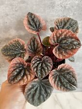 Peperomia abrico fully for sale  Charlotte