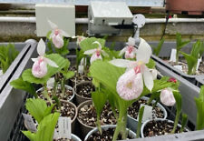 cypripedium for sale  GLOUCESTER