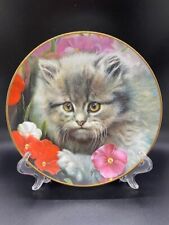 Blossom cameo kittens for sale  Orlando