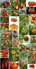 Unterschiedliche tomaten alte gebraucht kaufen  Erding