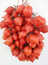 VESUVIAN SPUNZILLO TOMATO---PIENNOLO-- for sale  Shipping to South Africa