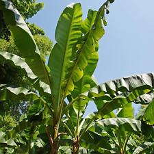 Exotic large leaf for sale  BELVEDERE