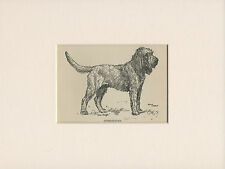 Otterhound old antique for sale  COLEFORD