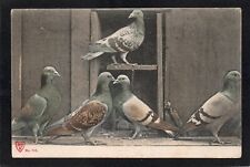 Postcard birds pigeons for sale  POOLE