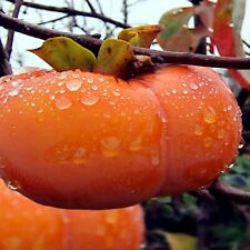 Japanese persimmon tree for sale  Lincolnton