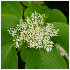 Giant dogwood cornus for sale  Shipping to Ireland