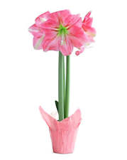 Pink amaryllis pink for sale  Benton Harbor