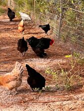 Chicken flock supplies for sale  Bryceville