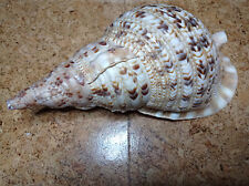 cowrie shell for sale  Shipping to Ireland