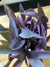 Tradescantia pallida purpurea gebraucht kaufen  Trostberg