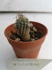 Turbinicarpus pulcherrimus Pot 5,5cm RARE plant cultivated in Sicily Very... for sale  Shipping to South Africa