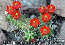 Echinocereus triglochidiatus v gebraucht kaufen  Hasloch