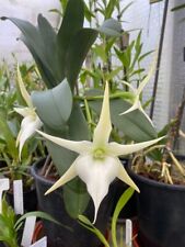 Angraecum crestwood tomorrow for sale  Shipping to Ireland